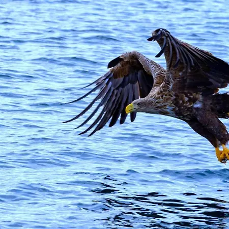 Rorbu 7 Fallet - Ure Lofoten